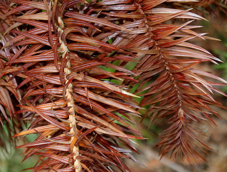 Изображение особи Cunninghamia lanceolata.