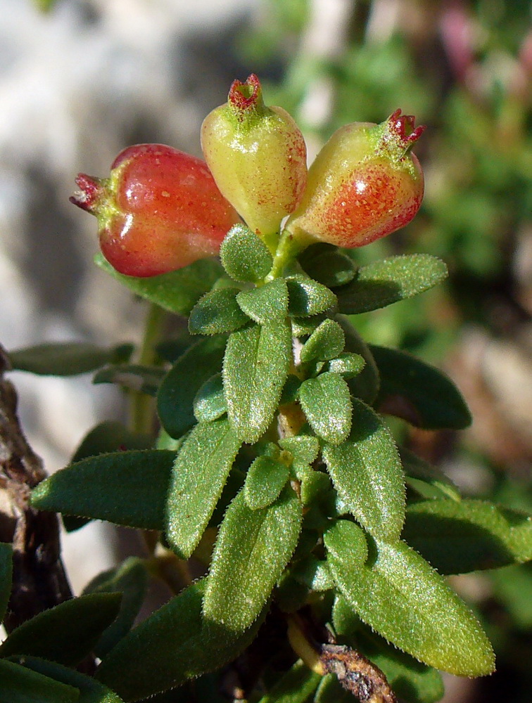 Image of Putoria calabrica specimen.