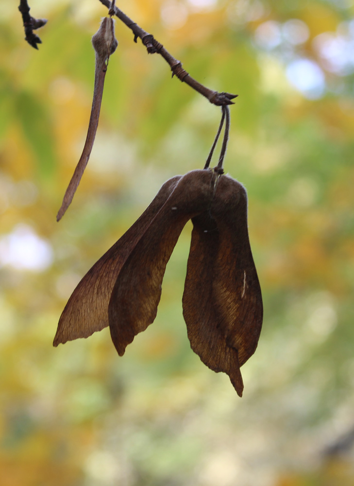 Image of Acer triflorum specimen.