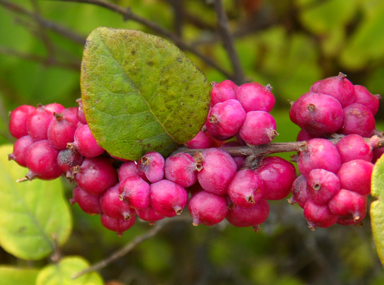 Image of Symphoricarpos orbiculatus specimen.