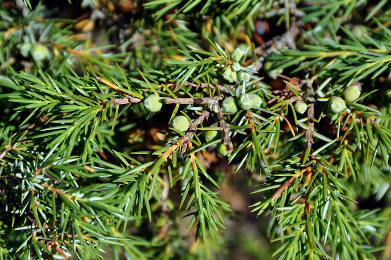 Изображение особи Juniperus oblonga.