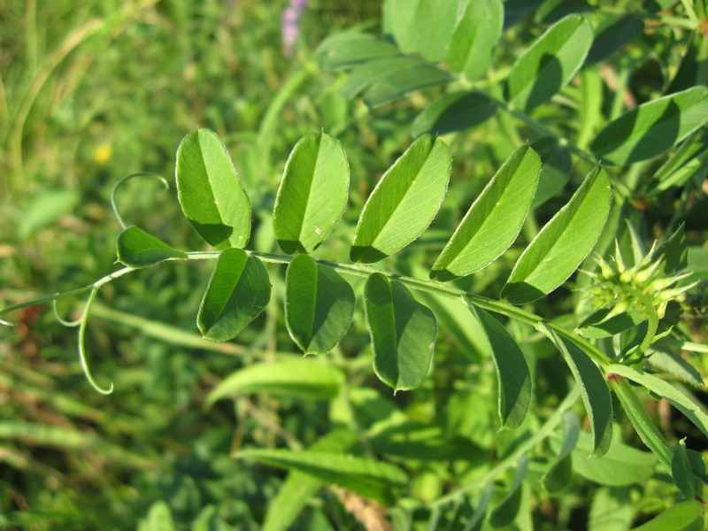 Image of Vicia amoena specimen.