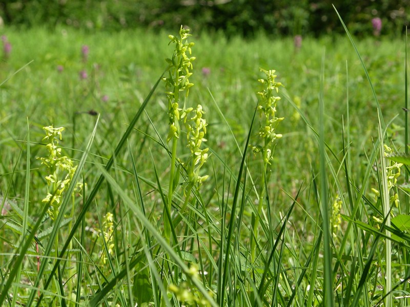 Изображение особи Limnorchis convallariifolia.