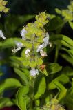 Ocimum basilicum. Верхушка цветущего растения (культивар). Московская обл., Раменский р-н, окр. дер. Хрипань, дачный участок. 30.07.2009.