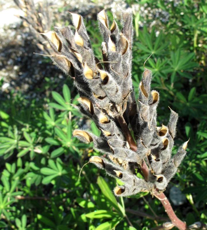 Изображение особи Lupinus nootkatensis.