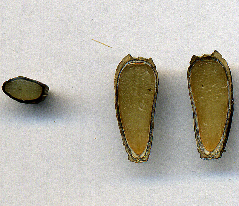 Image of Arctium nemorosum specimen.