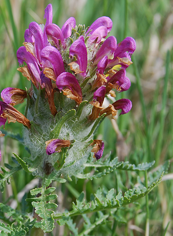 Image of Pedicularis dasystachys specimen.