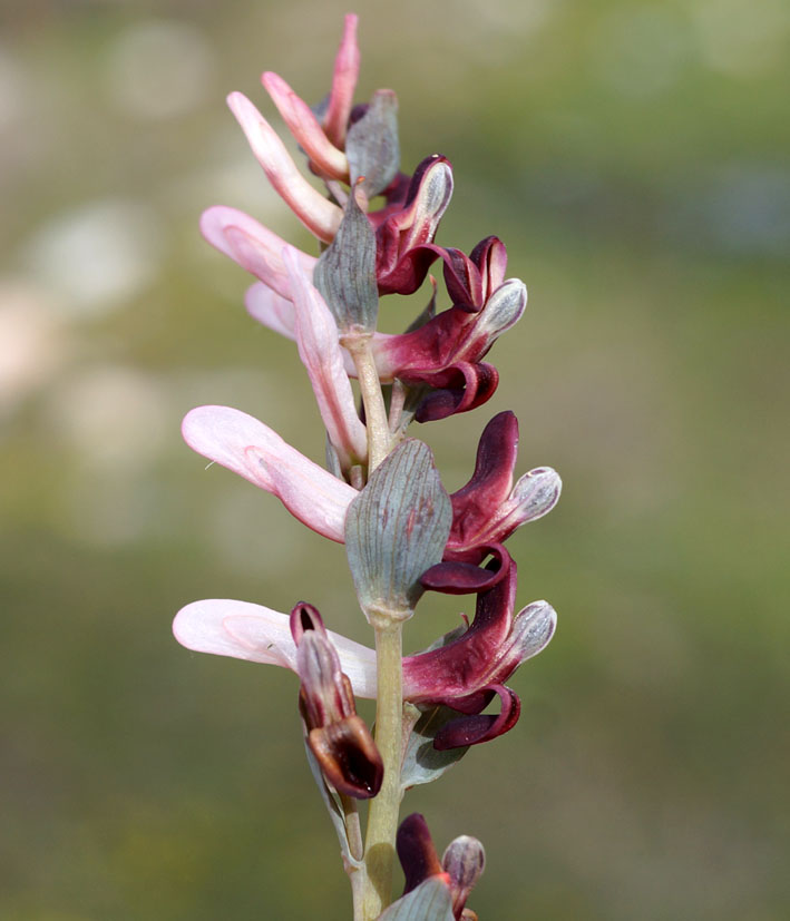 Изображение особи Corydalis ledebouriana.