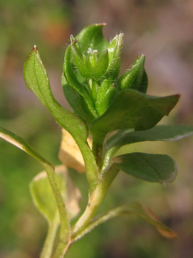 Image of Stellaria pallida specimen.