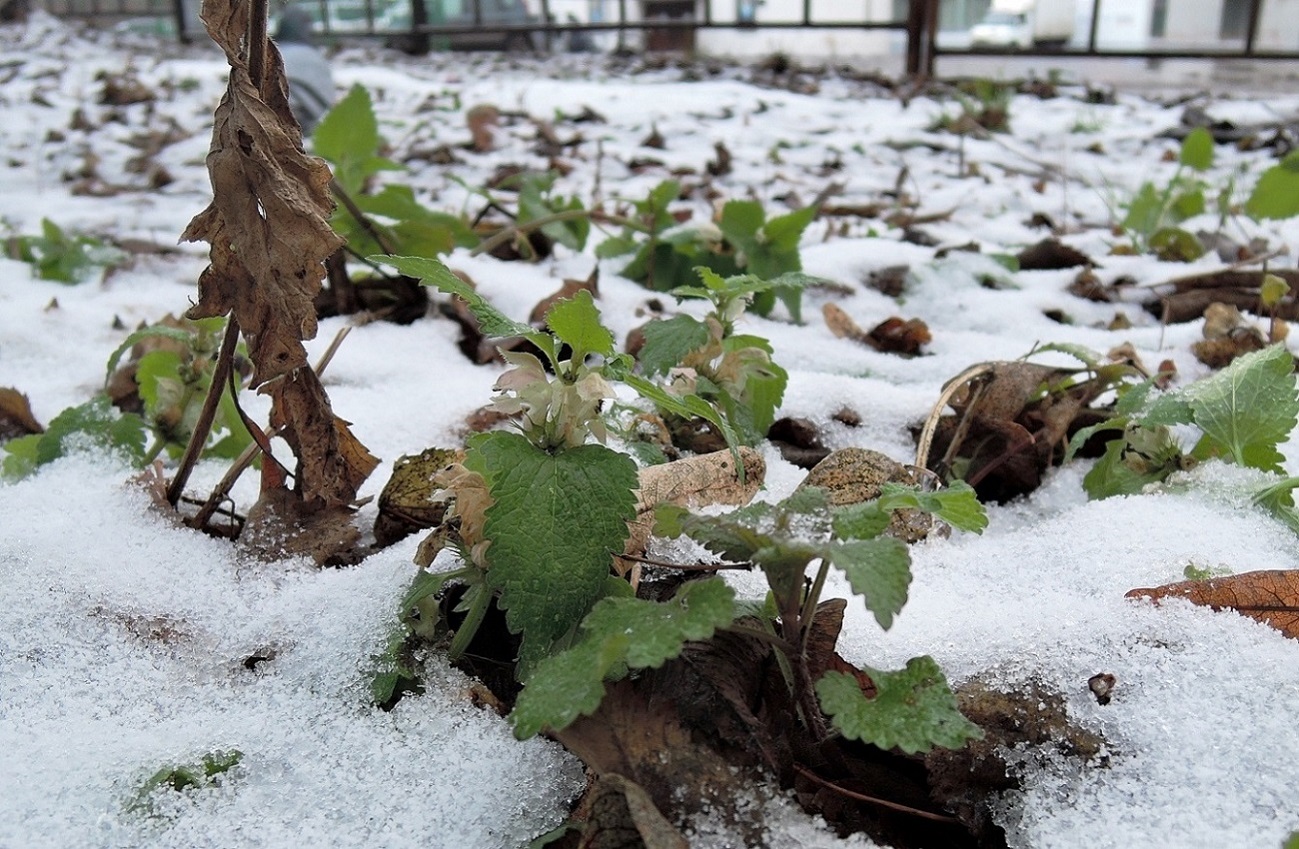 Image of Lamium album specimen.