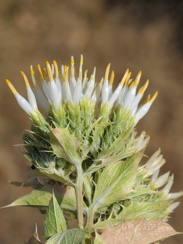 Изображение особи Cousinia triflora.