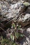 Hieracium pannosum. Отцветшее растение на известняковой скале. Черногория, нац. парк \"Ловчен\", ~1,3 км к зап. от пос. Ivanova Korita, пояс букового леса, у обочины дороги. 10.10.2014.