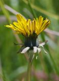 Taraxacum penicilliforme. Соцветие (видны рожки на листочках обёртки). Мурманская обл., Кольский р-н, пос. Мурмаши, берег руч. Кротовый. 09.07.2015.