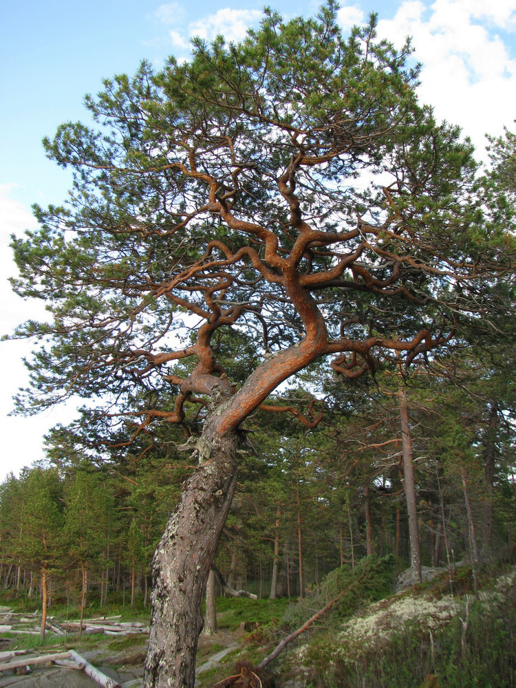 Изображение особи Pinus sylvestris.