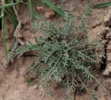 Astragalus dianthus