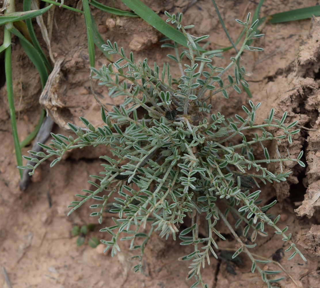 Изображение особи Astragalus dianthus.