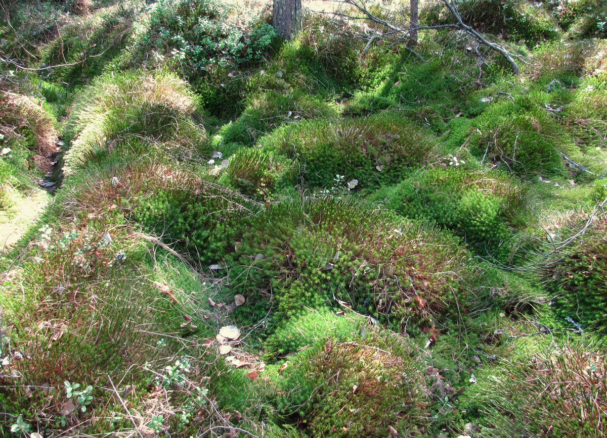 Image of Polytrichum commune specimen.