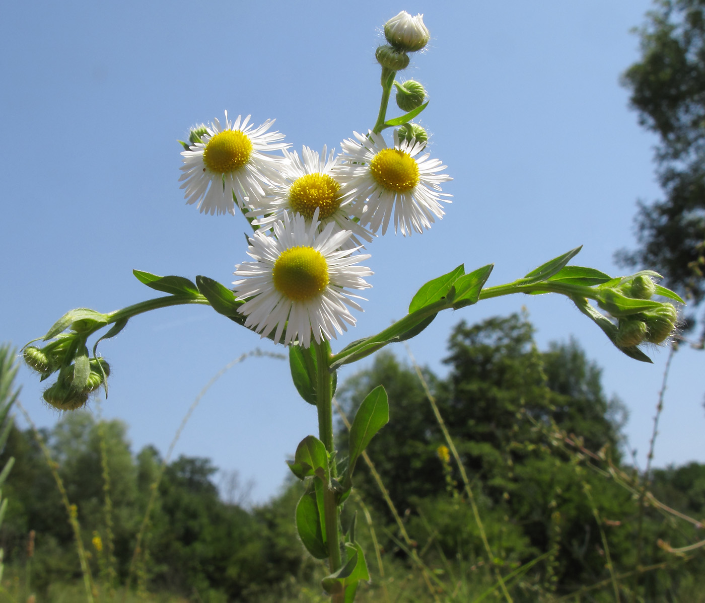 Изображение особи Erigeron annuus.