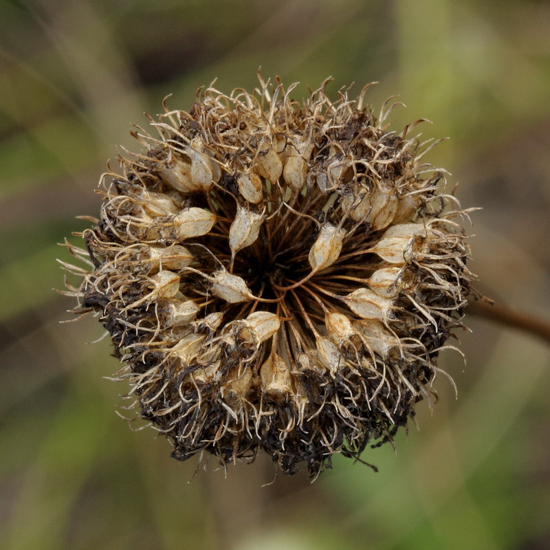 Image of Jasione montana specimen.