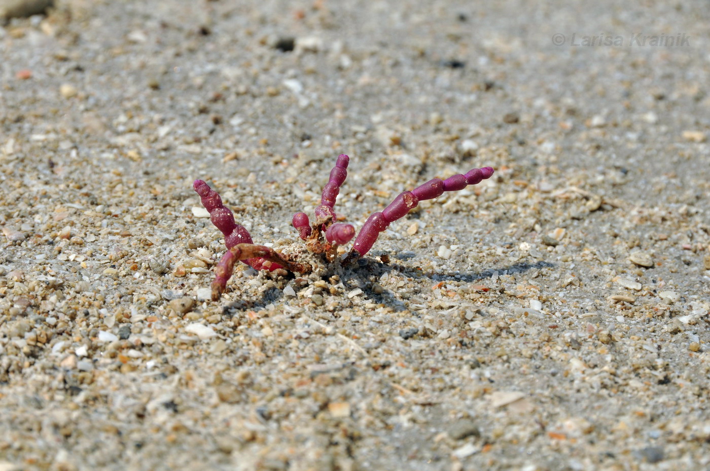 Image of Salicornia perennans specimen.