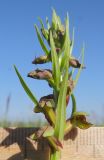 Dactylorhiza viridis