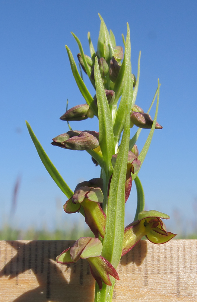 Image of Dactylorhiza viridis specimen.