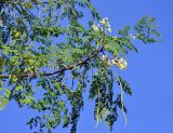 Moringa oleifera. Верхушка ветви с соцветиями и плодами. Андаманские острова, остров Нил, в поселке. 02.01.2015.
