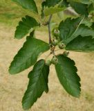 Sorbus intermedia