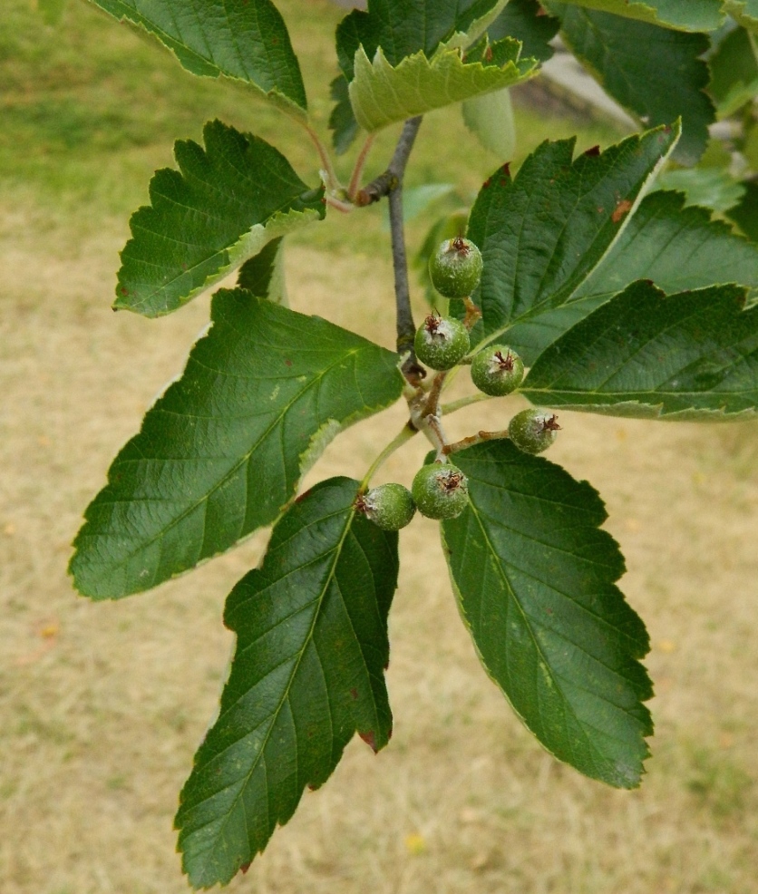 Изображение особи Sorbus intermedia.