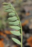 Astragalus skorniakowii