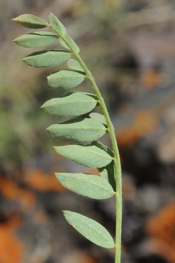 Изображение особи Astragalus skorniakowii.