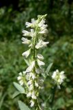 Melilotus albus. Соцветие. Челябинская обл., окр. г. Челябинск, Золотая горка, обочина дороги в берёзовом лесу. 05.07.2014.