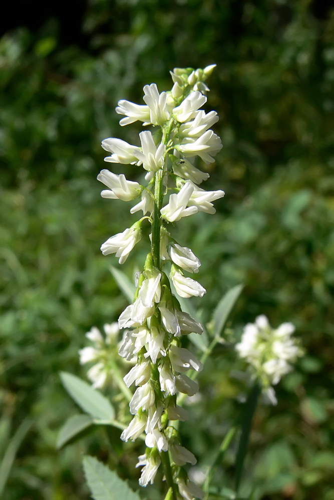 Image of Melilotus albus specimen.