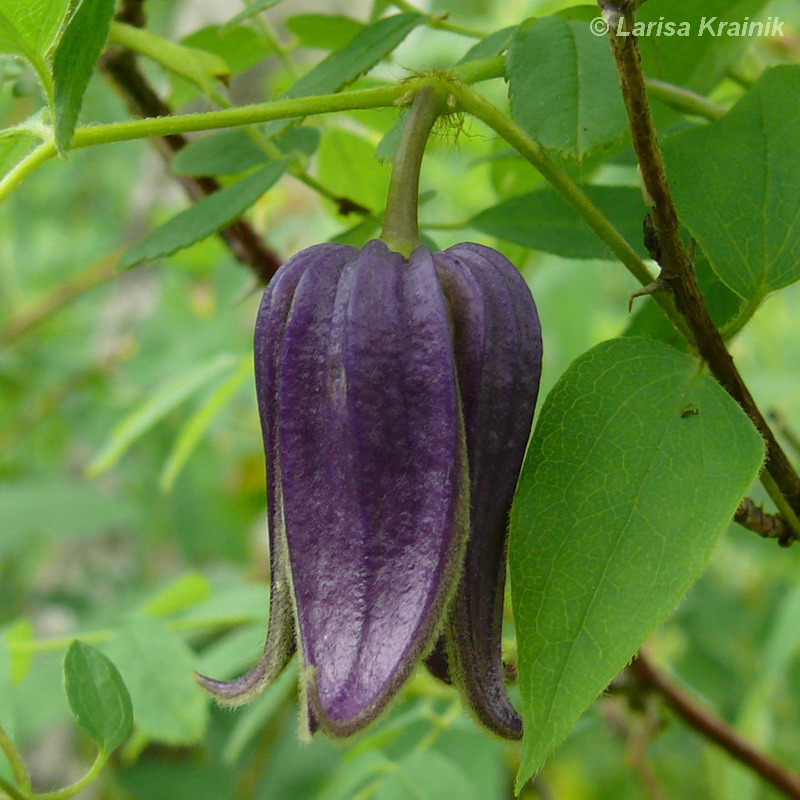 Image of Clematis fusca specimen.