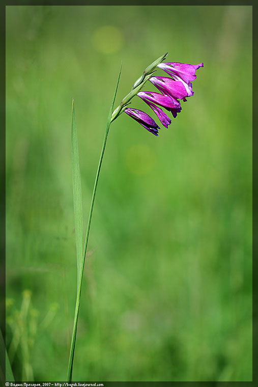 Image of Gladiolus tenuis specimen.