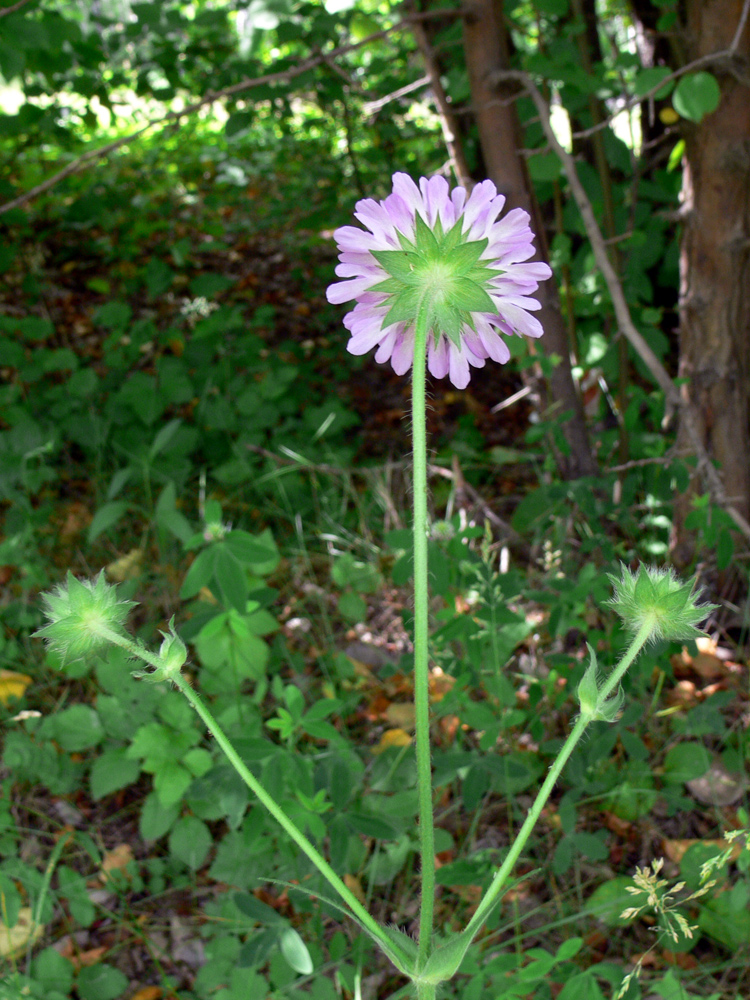 Image of Knautia arvensis specimen.