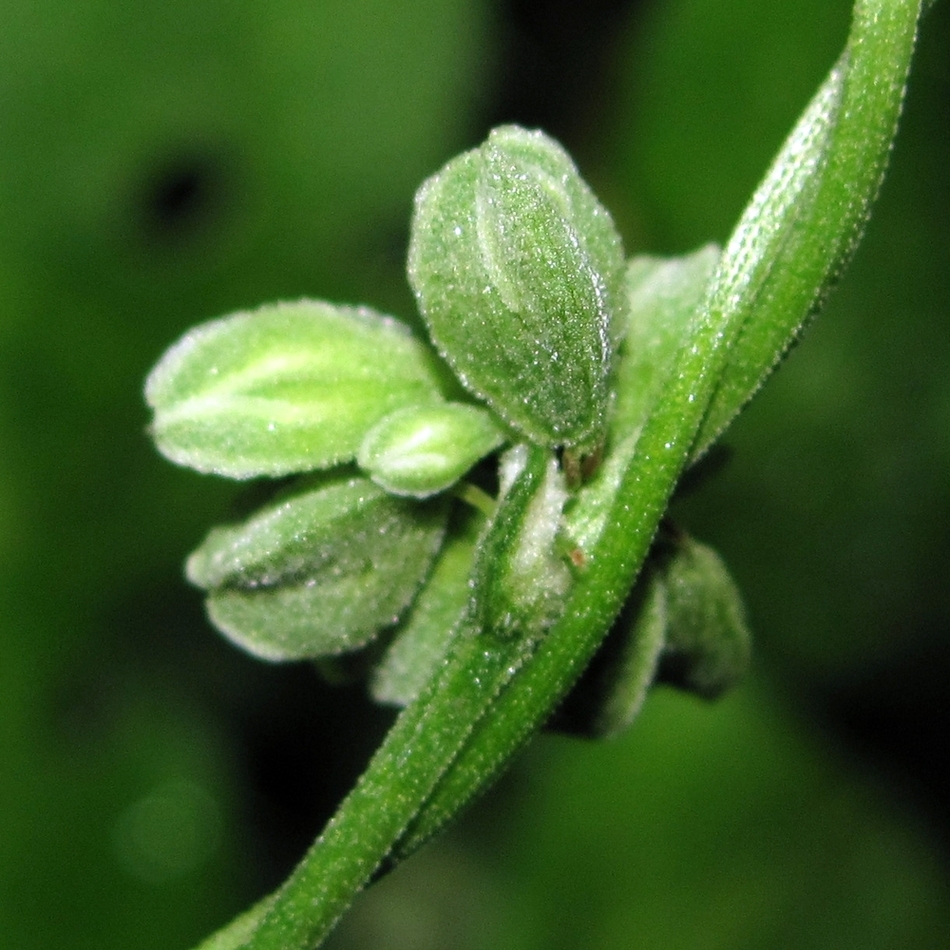 Image of Fallopia convolvulus specimen.