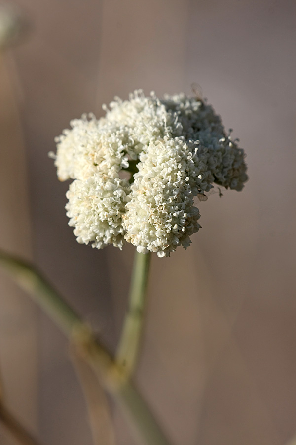 Image of Seseli marginatum specimen.