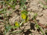 Portulaca oleracea