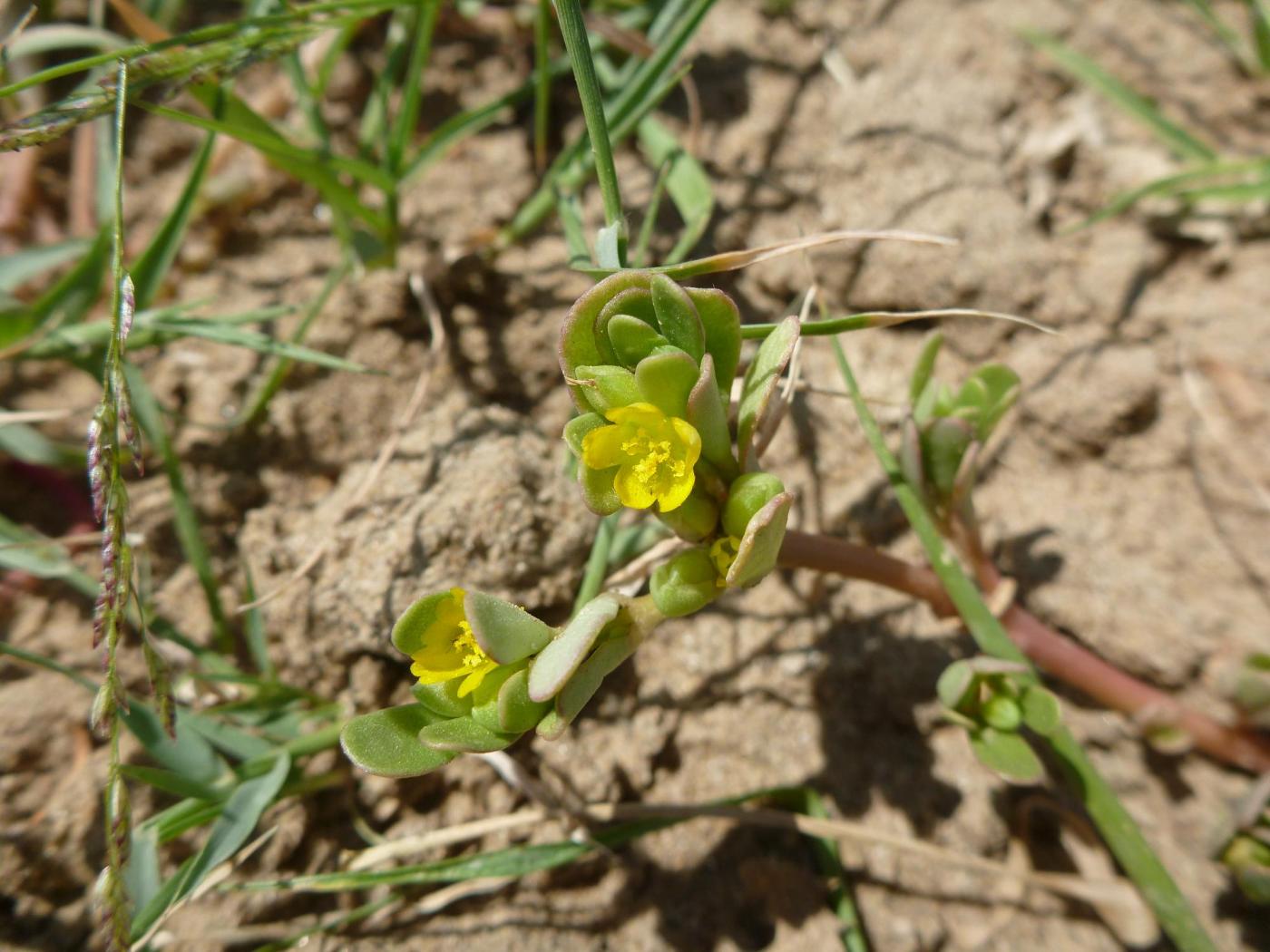 Image of Portulaca oleracea specimen.