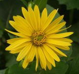 Silphium perfoliatum