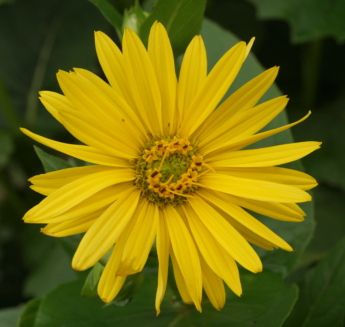 Image of Silphium perfoliatum specimen.