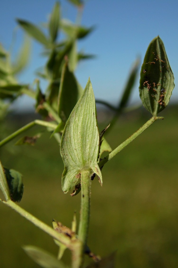Image of Lathyrus pratensis specimen.