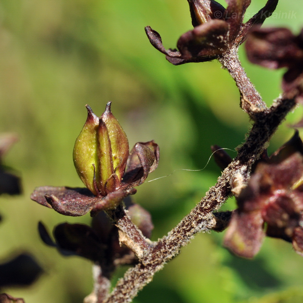 Image of Veratrum ussuriense specimen.