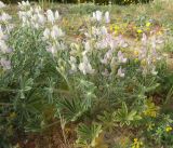 Lupinus palaestinus. Цветущее растение. Израиль, Тель-Авив, приморские пески. 25.03.2008.