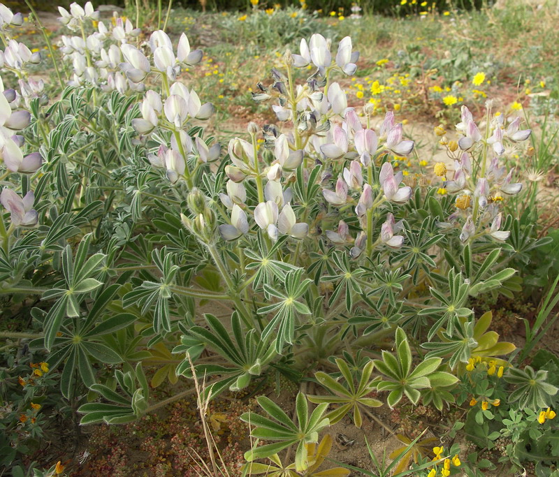 Изображение особи Lupinus palaestinus.