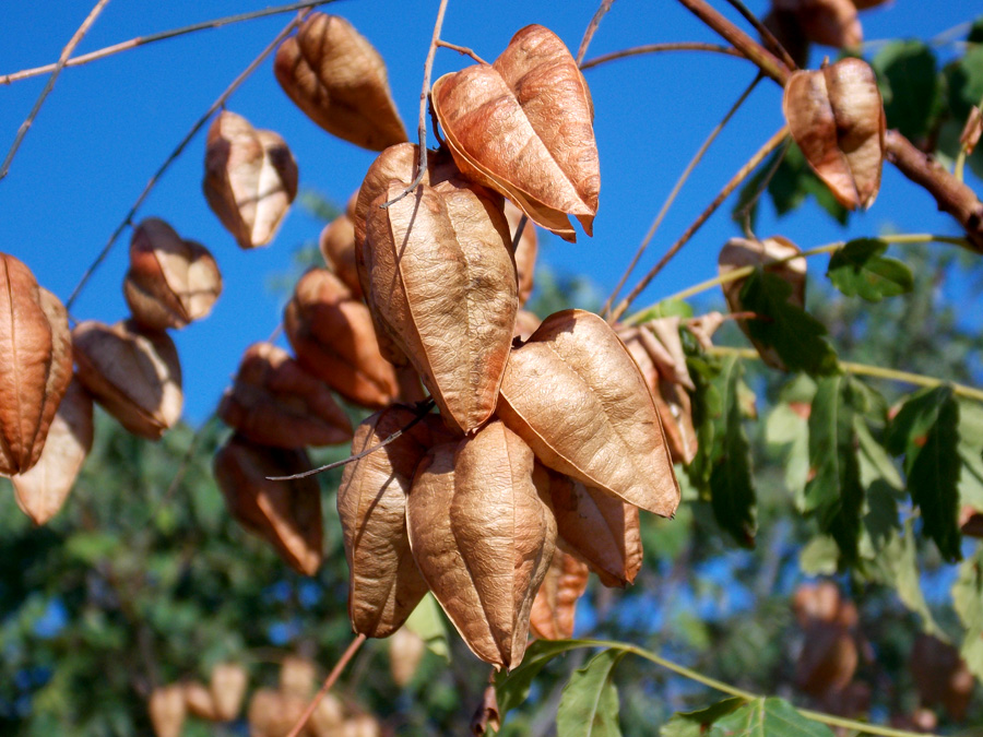 Image of Koelreuteria paniculata specimen.