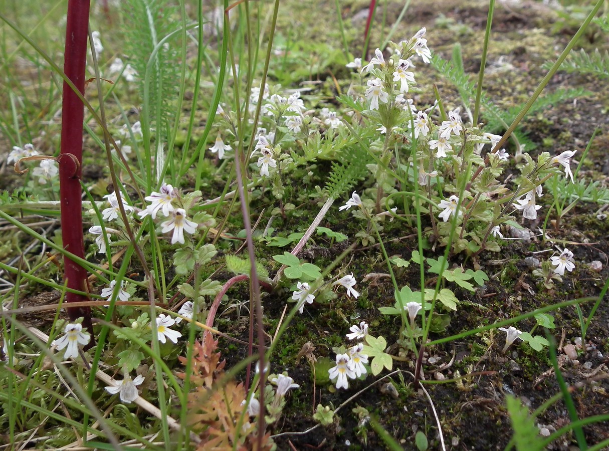 Изображение особи род Euphrasia.