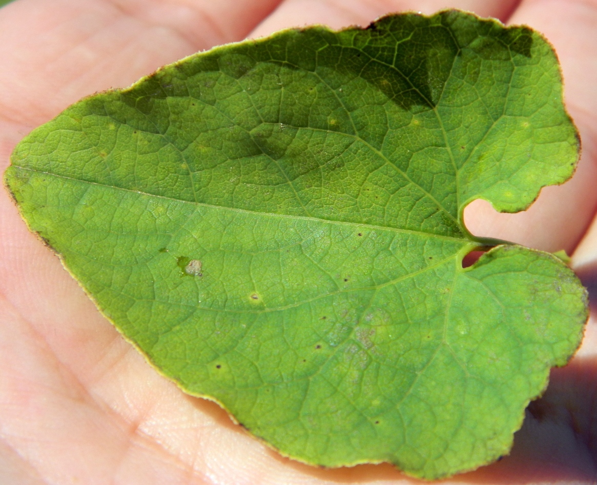 Изображение особи Aristolochia clematitis.