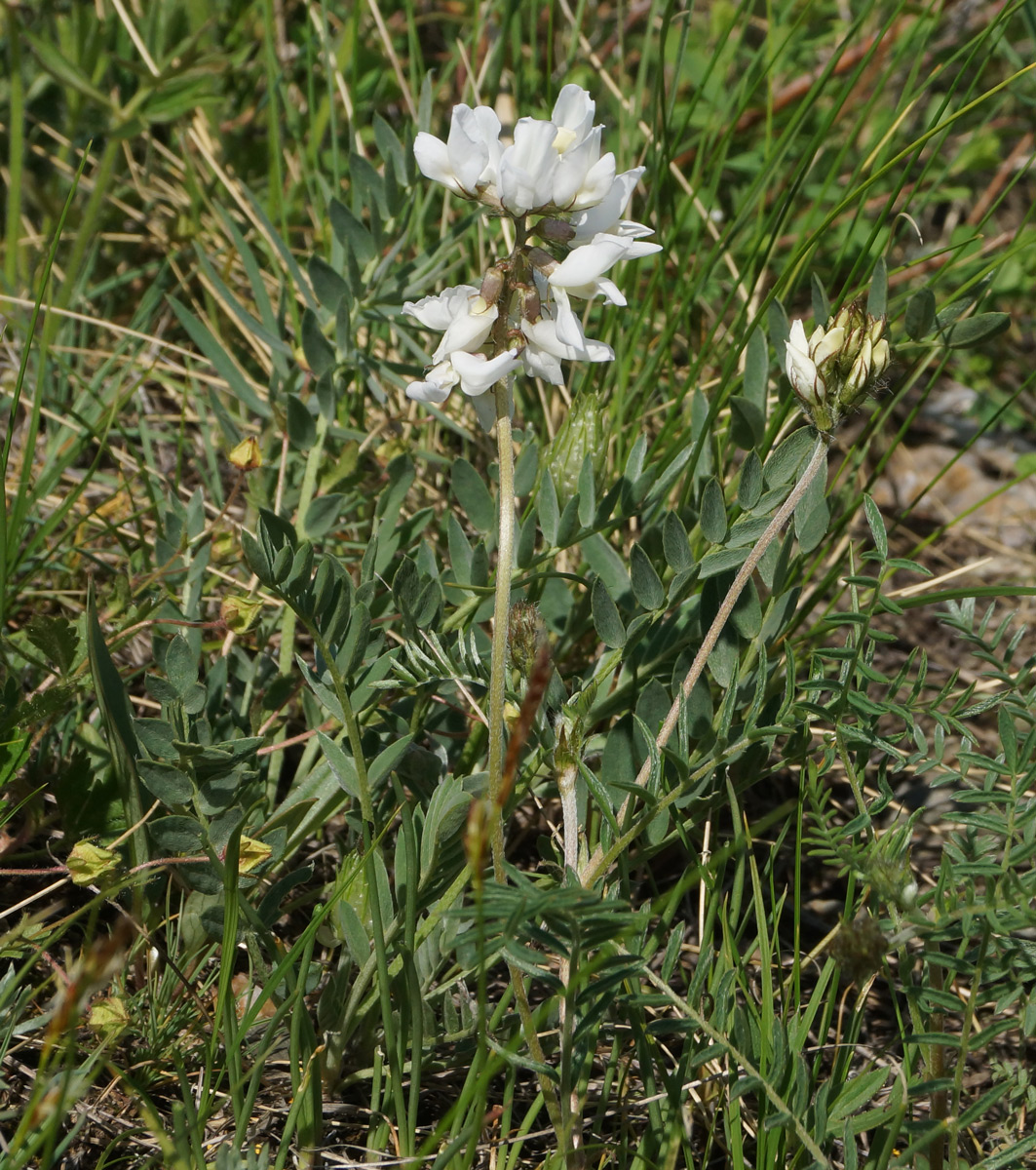 Изображение особи Oxytropis teres.